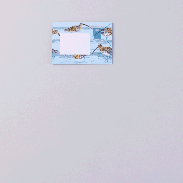 Home Pigeon